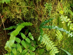Lomariopsis boninensis