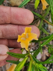 Diplacus longiflorus