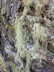 Usnea nidifica