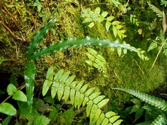 Lomariopsis boninensis