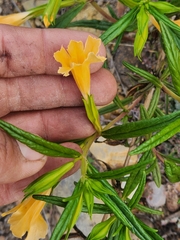 Diplacus longiflorus