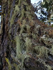 Usnea nidifica