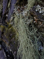 Usnea nidifica