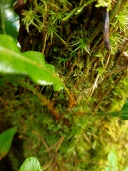Lomariopsis boninensis
