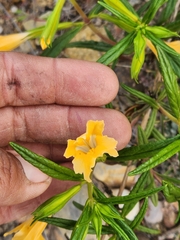 Diplacus longiflorus