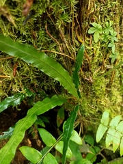 Lomariopsis boninensis