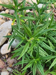 Diplacus longiflorus