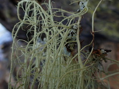 Usnea nidifica