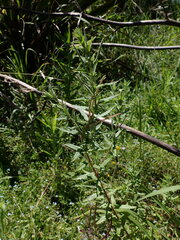 Epilobium hirtigerum