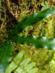 Lomariopsis boninensis