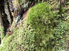 Dicranum fuscescens