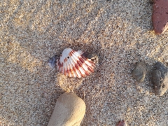Acanthocardia tuberculata