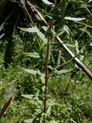 Epilobium hirtigerum