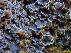 Fuscopannaria aurita