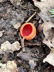 Sarcoscypha austriaca