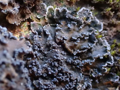 Fuscopannaria aurita