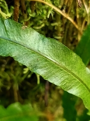 Lomariopsis boninensis
