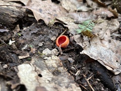 Sarcoscypha austriaca