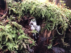 Mucronella fusiformis