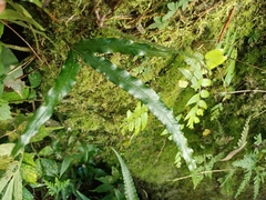 Lomariopsis boninensis