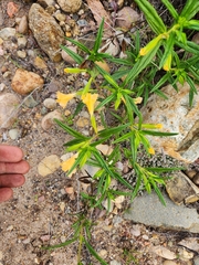 Diplacus longiflorus