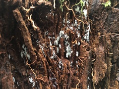 Mucronella fusiformis