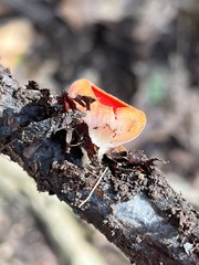 Sarcoscypha austriaca
