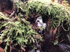 Mucronella fusiformis