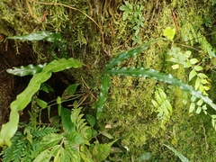 Lomariopsis boninensis