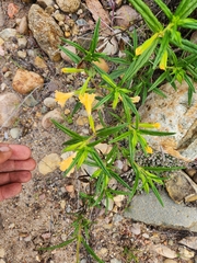 Diplacus longiflorus