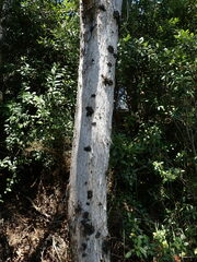 Leptogium coralloideum