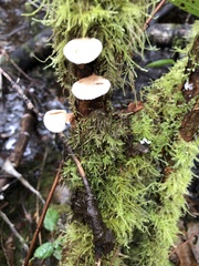 Scytinotus longinquus