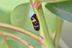 Cosmoscarta abdominalis