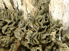 Leptogium coralloideum