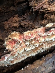 Pycnoporellus alboluteus