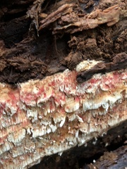 Pycnoporellus alboluteus