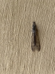 Acanthaclisini