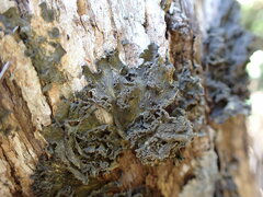 Leptogium coralloideum