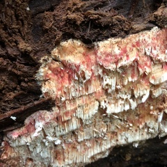 Pycnoporellus alboluteus