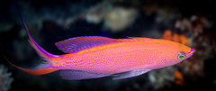 Pyronotanthias smithvanizi