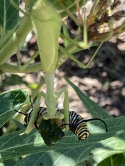 Stagmomantis carolina