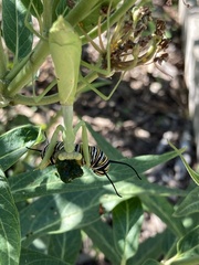 Stagmomantis carolina
