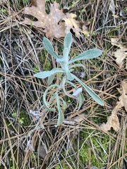 Pseudognaphalium