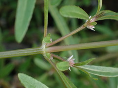 Alternanthera nahui