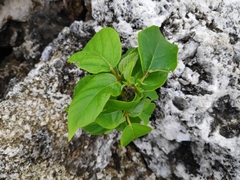 Cordia subcordata