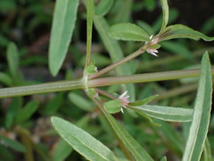 Alternanthera nahui