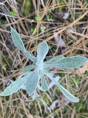 Pseudognaphalium