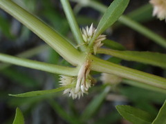 Alternanthera nahui