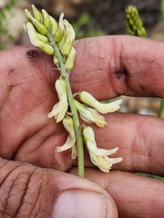 Astragalus trichopodus