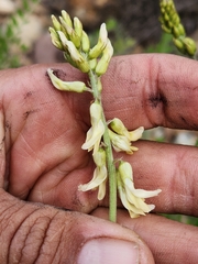 Astragalus trichopodus